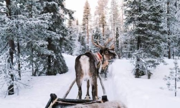 Süper Promo Lapland Turu Beyaz Rotalar (3 Gece - Olof Hotel)